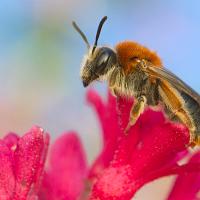 Miner Bee - Andrena haemorrhoa 